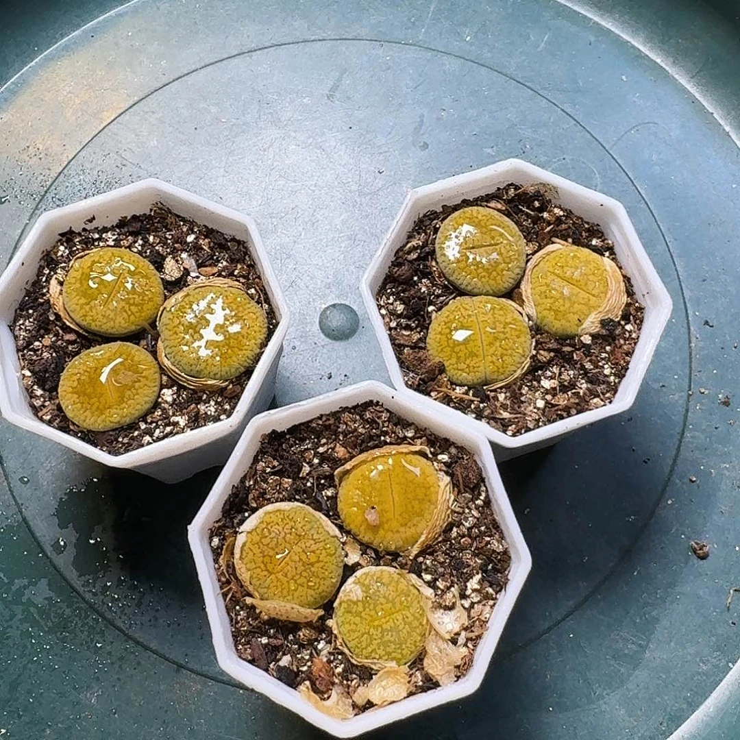 悟*黄日轮2222。  101。  1.5左右