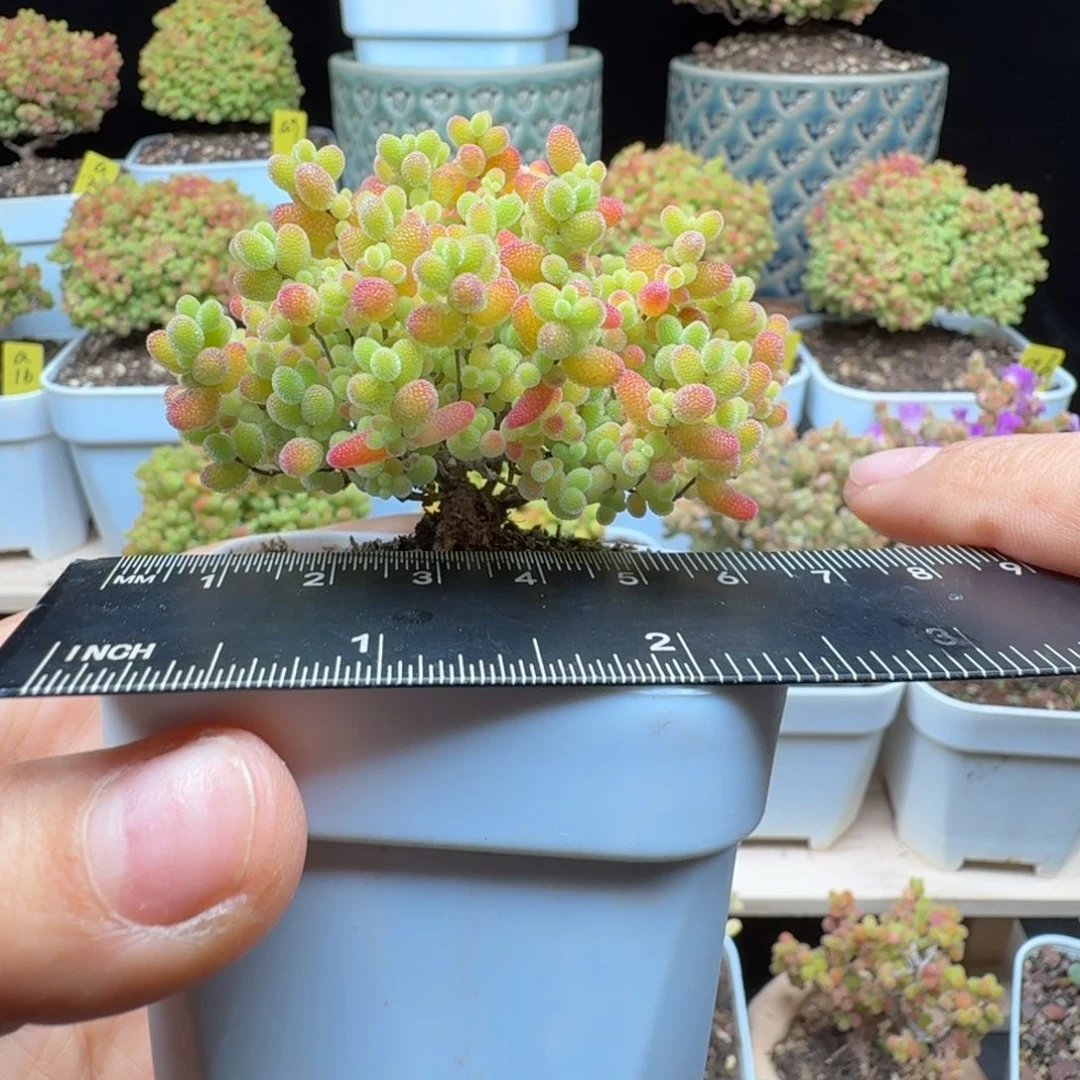 a23号蜜橘冠服6厘米