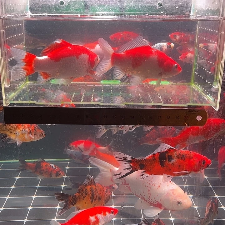 金鱼包邮12345678