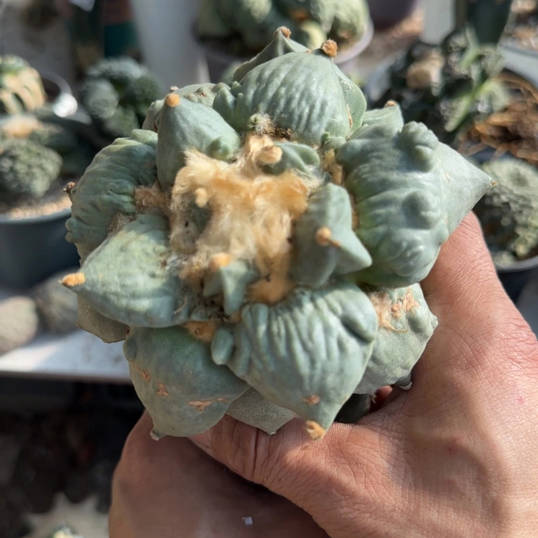 【闪购商品】双头大怒涛192
