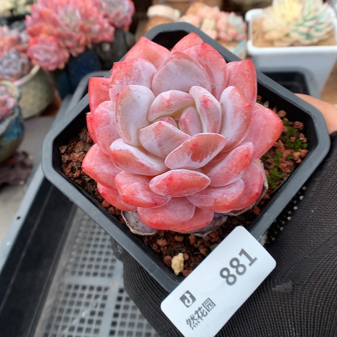 881雪天使多肉植物6666