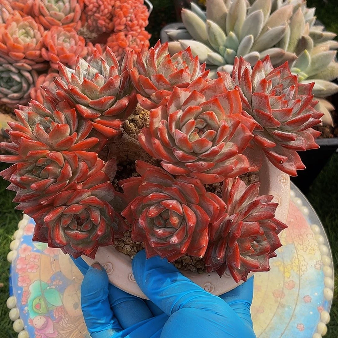 粉蓝鸟无砍一物一拍