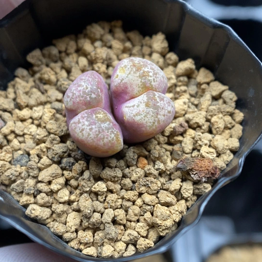 多肉植物肉锥杂交K-5050 晒伤