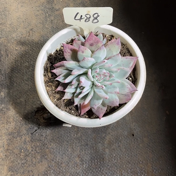 深***蓝0000000000000488