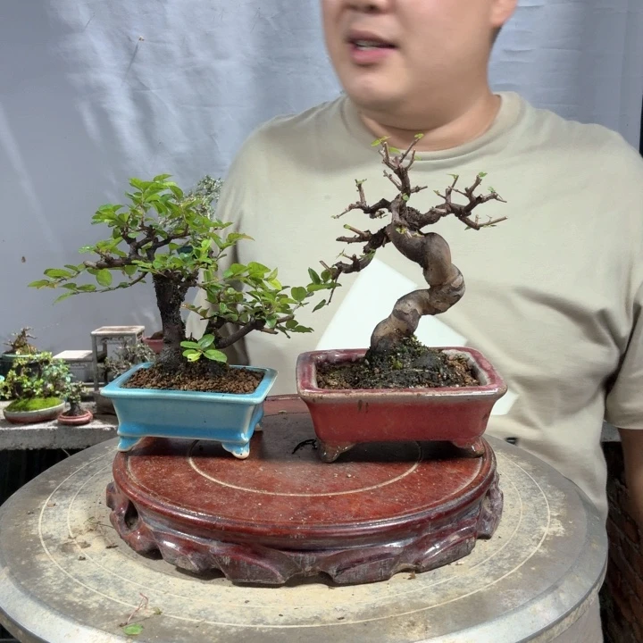 飞***般无花朵56666845588