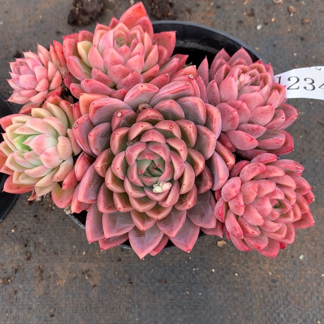 1234杂交精品基地14厘米