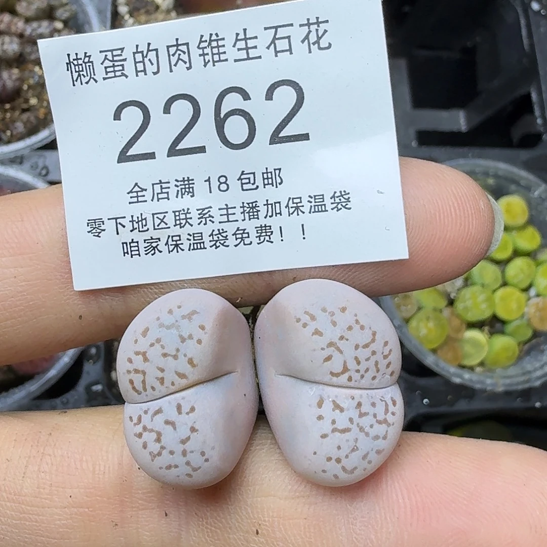 傅***金2262 哈哈哈哈哈哈哈