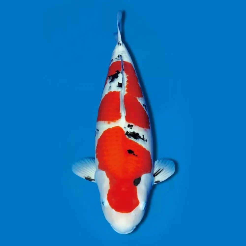 ②号直播链接血统精品红白大正昭和三色锦鲤冷水观赏鱼