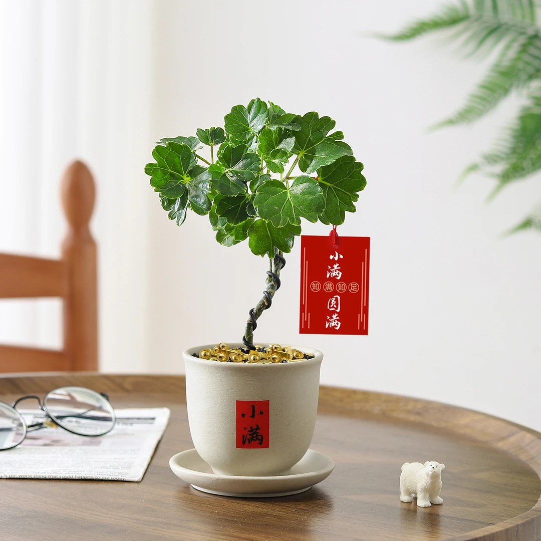 钱多多福禄桐盆栽室内客厅好养绿植办公室桌面摆件植物花卉盆景