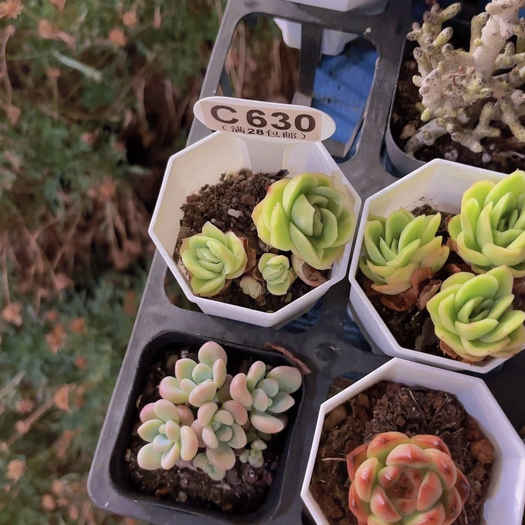 C630冰玫瑰锦一物一一拍