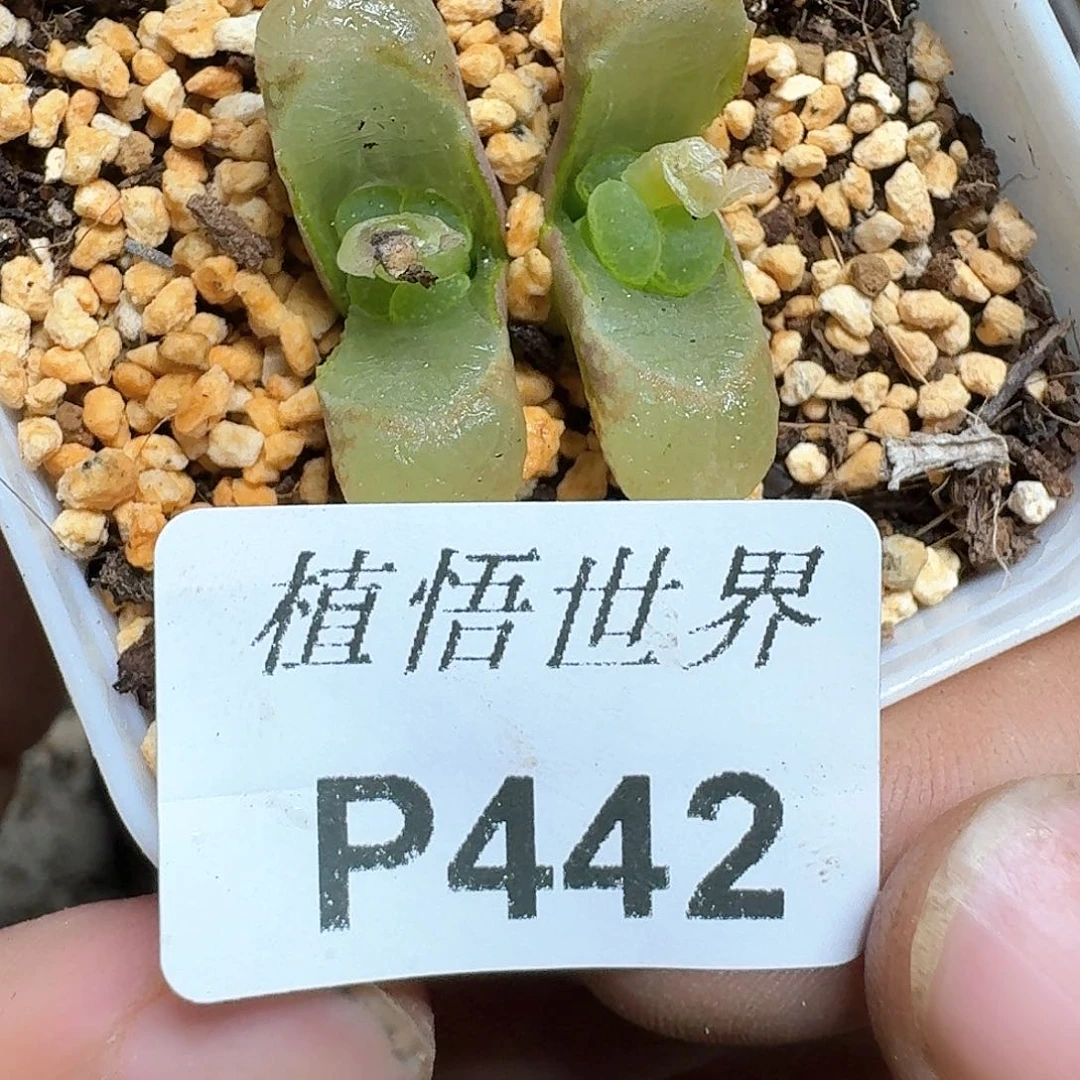 442号多肉植物哇fv