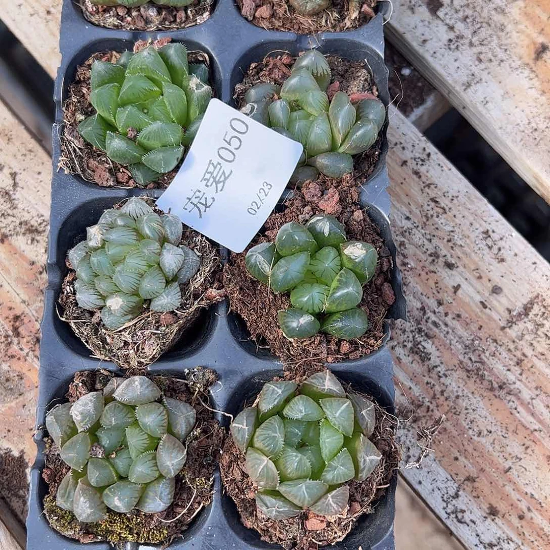 直播福利一物一拍50