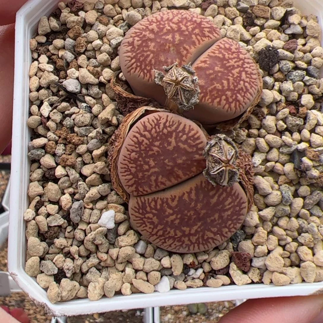 0652号红光阳 多肉植物