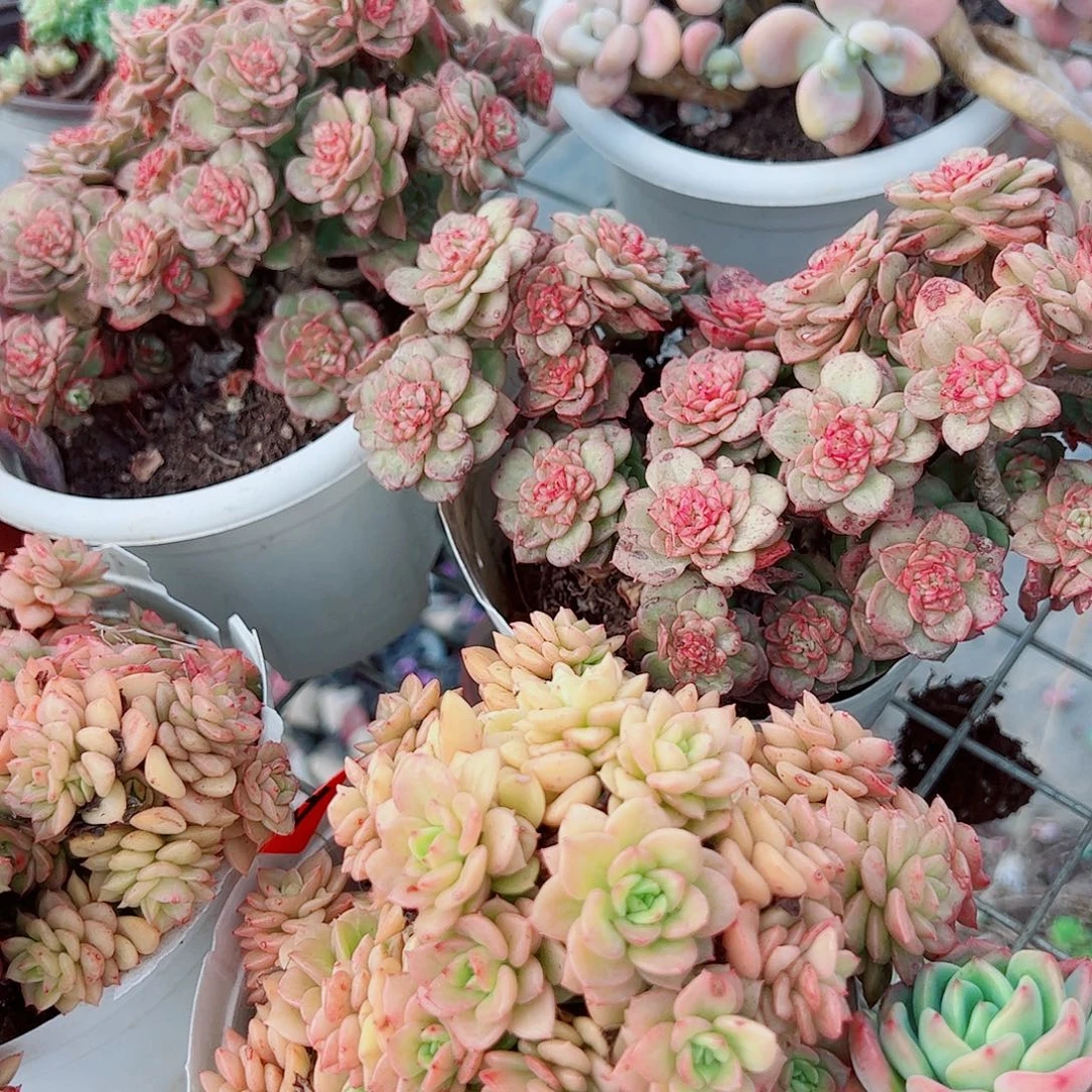 黄金蜡牡丹多头群生精品