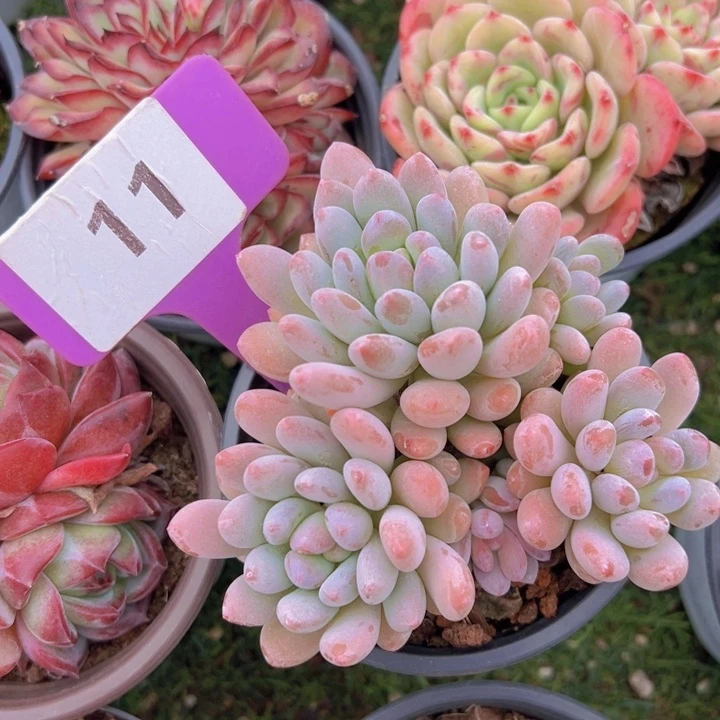 健健康康平平安安