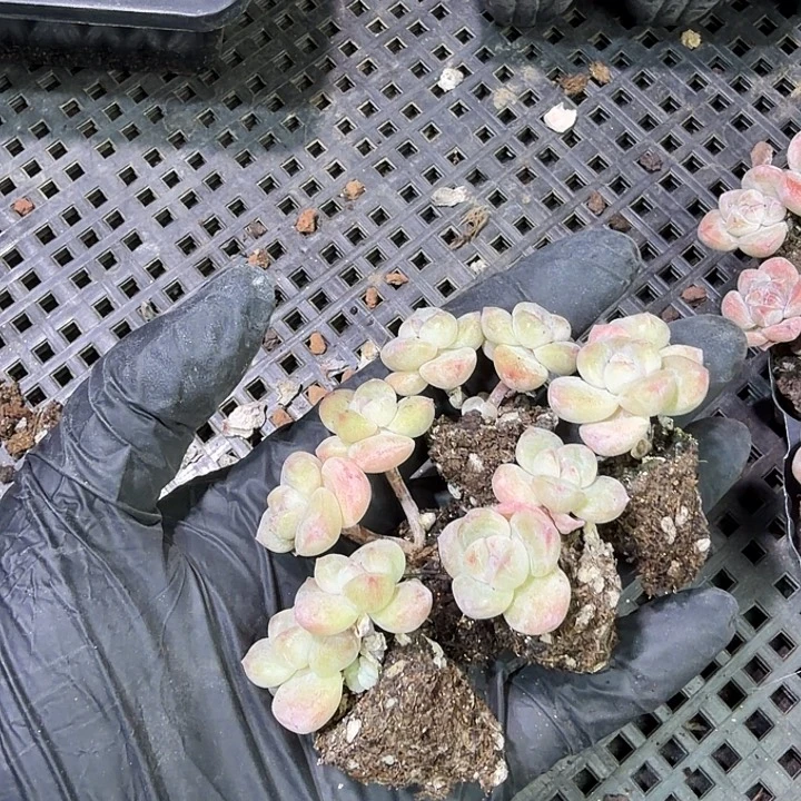 安***.62 号到手1框，江北多肉