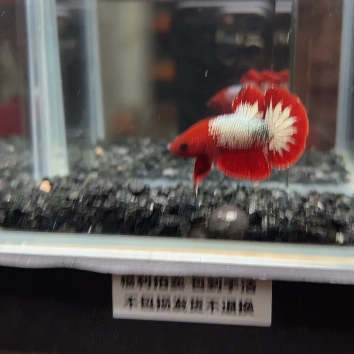 斗鱼一单包邮14日64