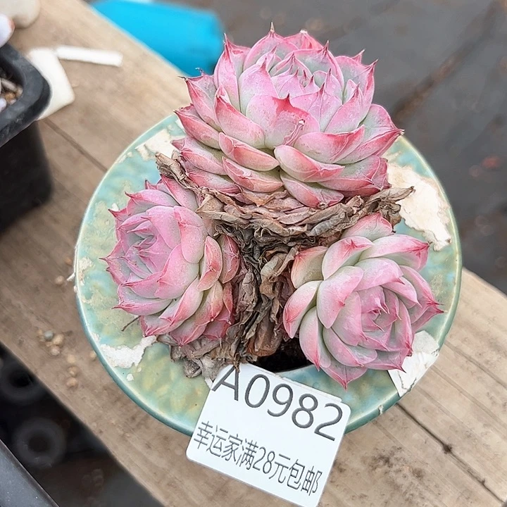 〆****o幸运的是我的朋友们都