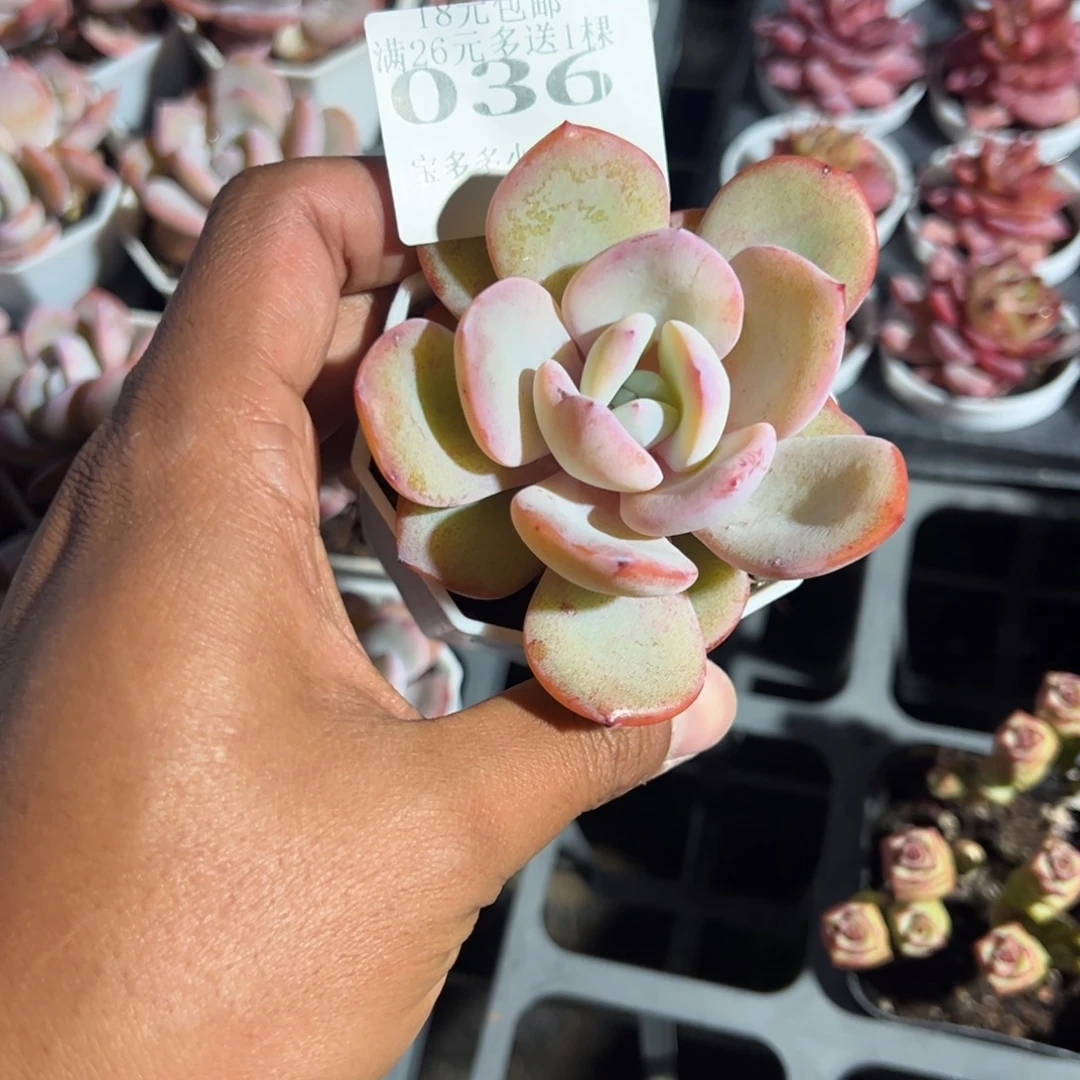 036号韩版奶茶一物一拍满18包邮