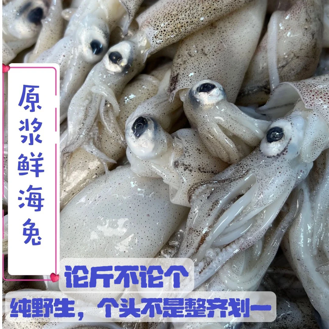 【3斤+1斤】统货个头有大小(按斤不按个介意慎拍)笔管鱼海兔少籽