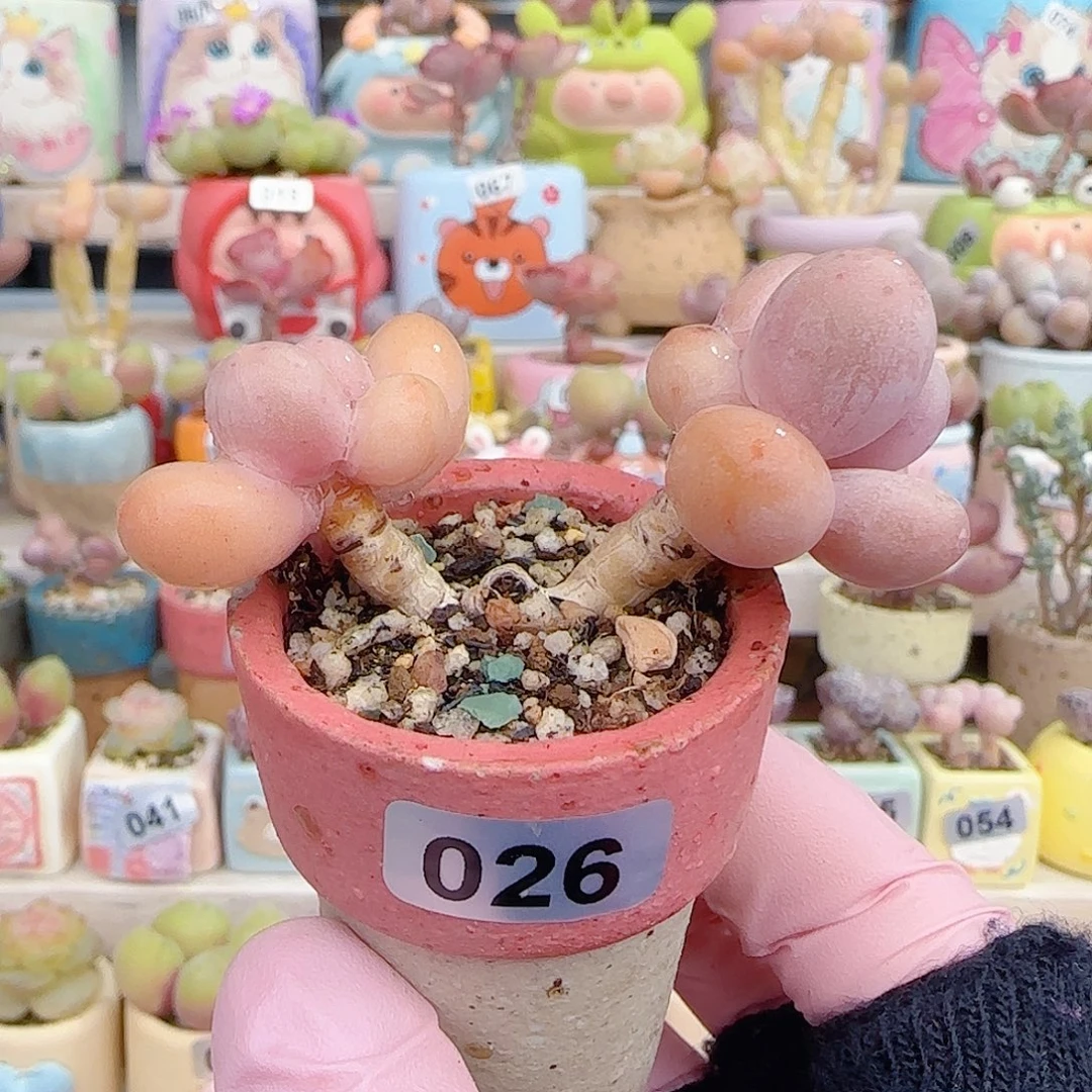 小***司双头蛋黄奶 盆口3