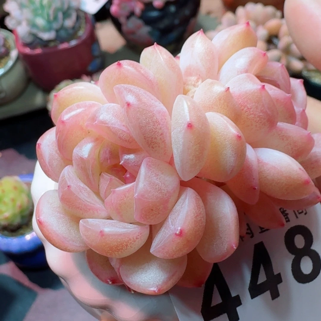 琴心      愿你一路坦途，乘风破浪展宏图