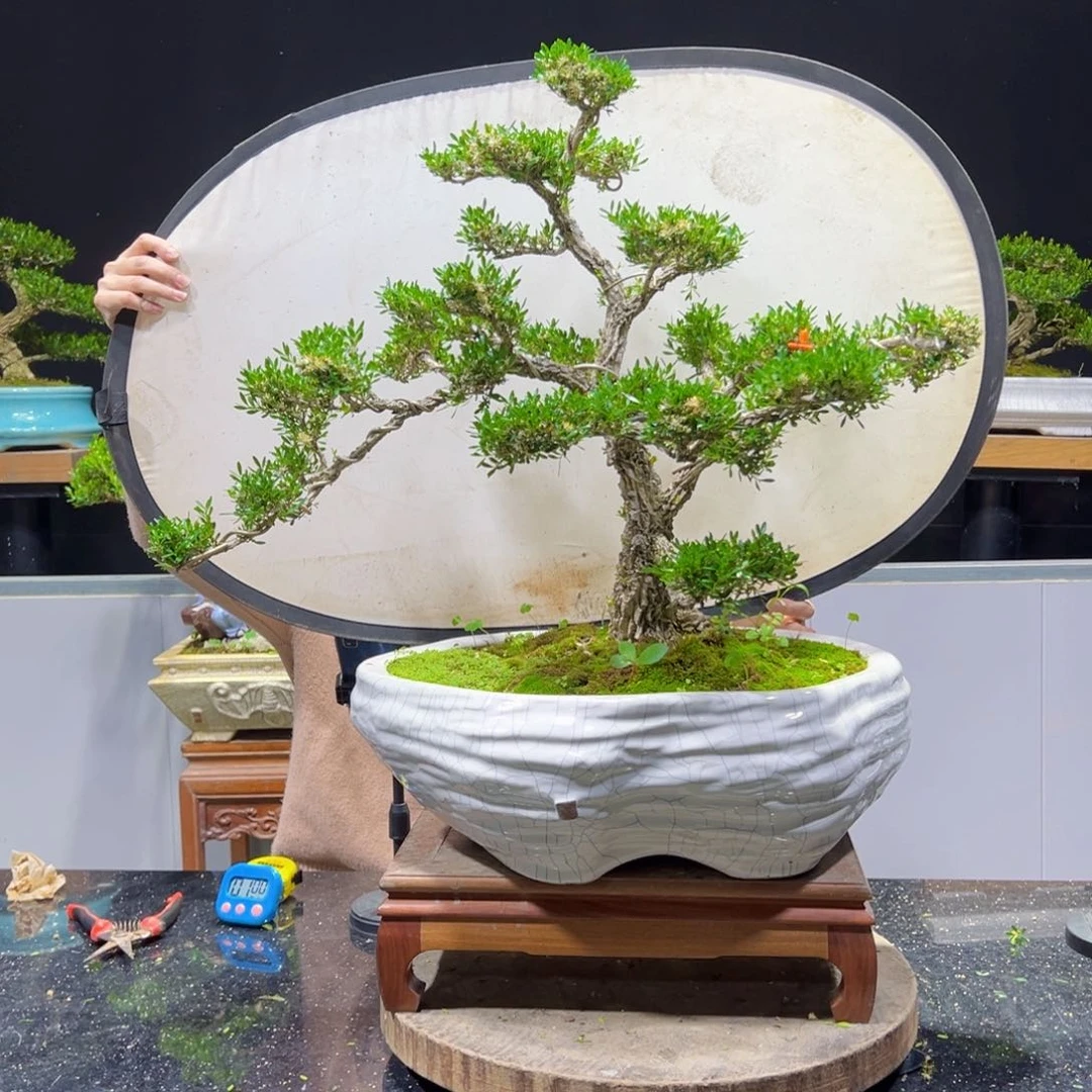 四季常青老桩黄杨盆景幕***钢