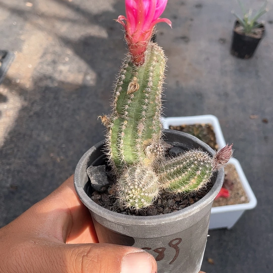 曼***妮粉紫花白檀带盆发货