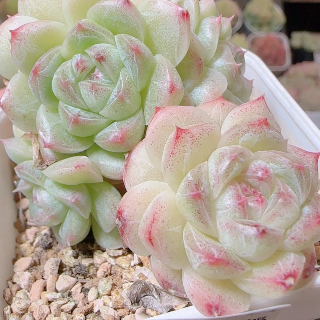 花语逸镜1115-217开播福利散