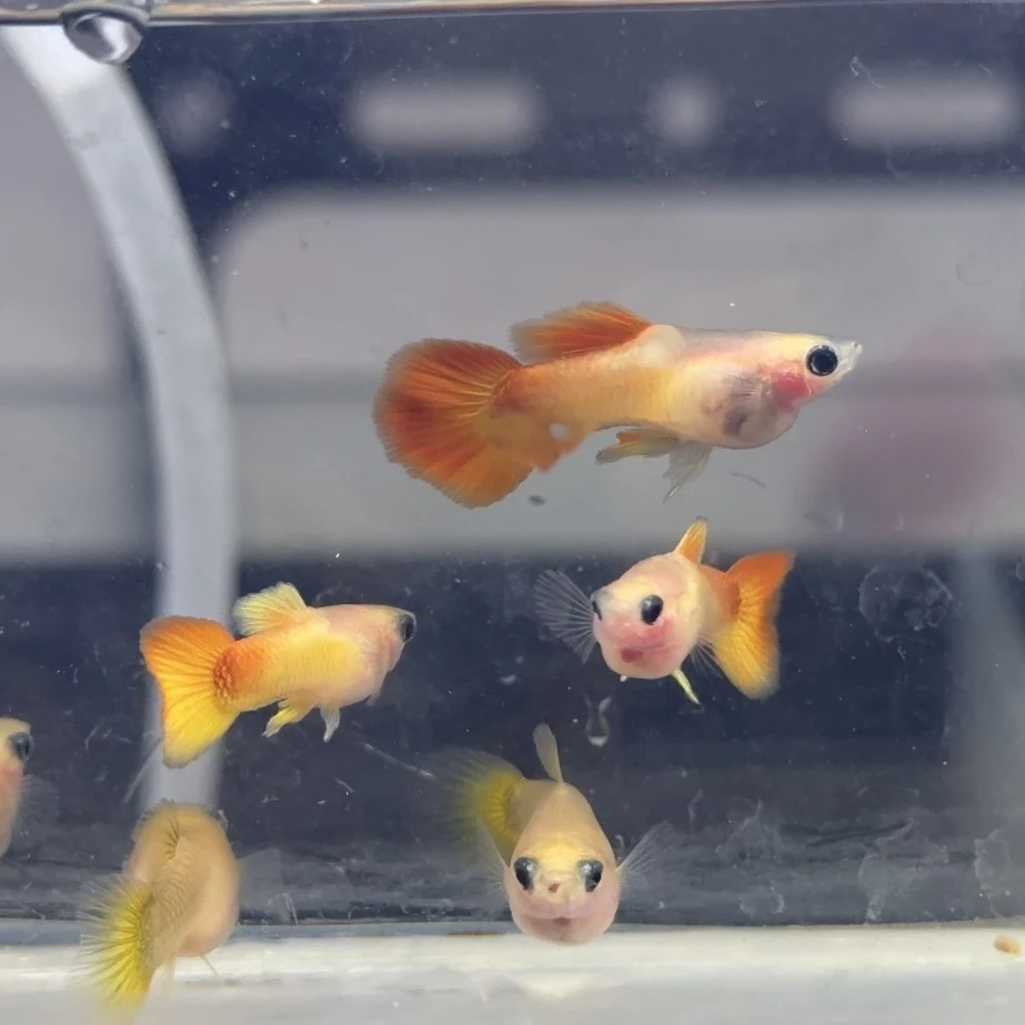 [皇家落日] 精品孔雀鱼   皮实耐活好养小型热带淡水观赏鱼