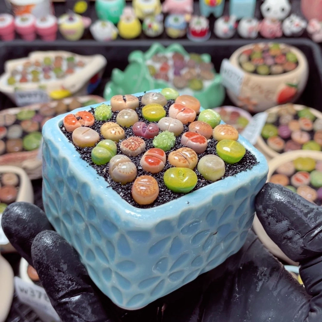 w3783--带盆土发货，零下地区拍保温箱