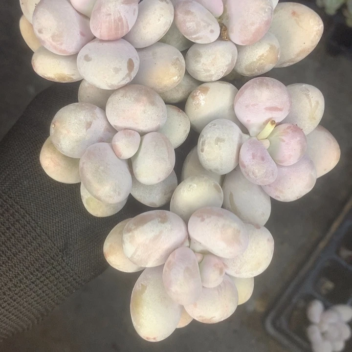 芭比。 韩版。颗。（满9.99包邮不满9.99发叶子）