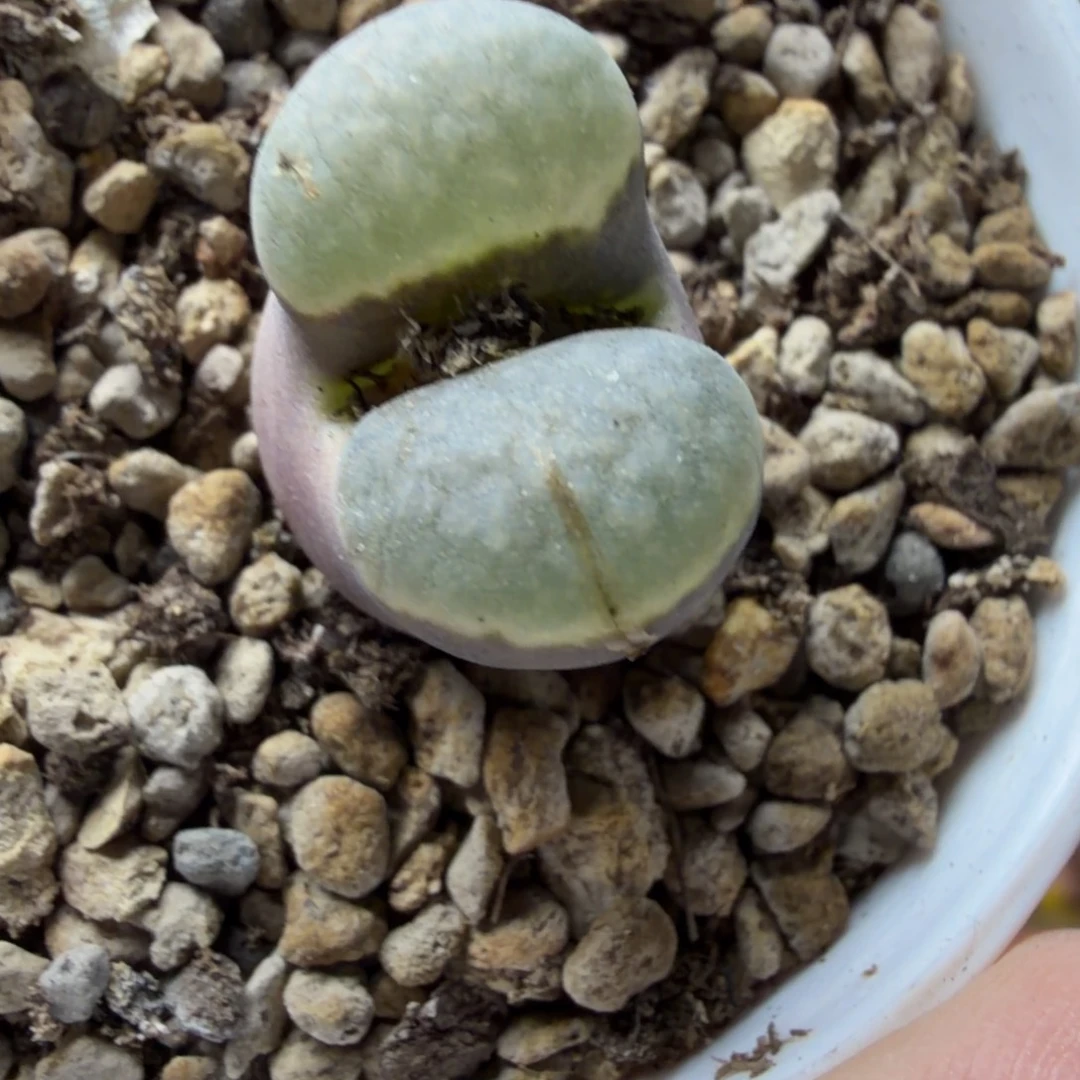 磁铁母本特！804号