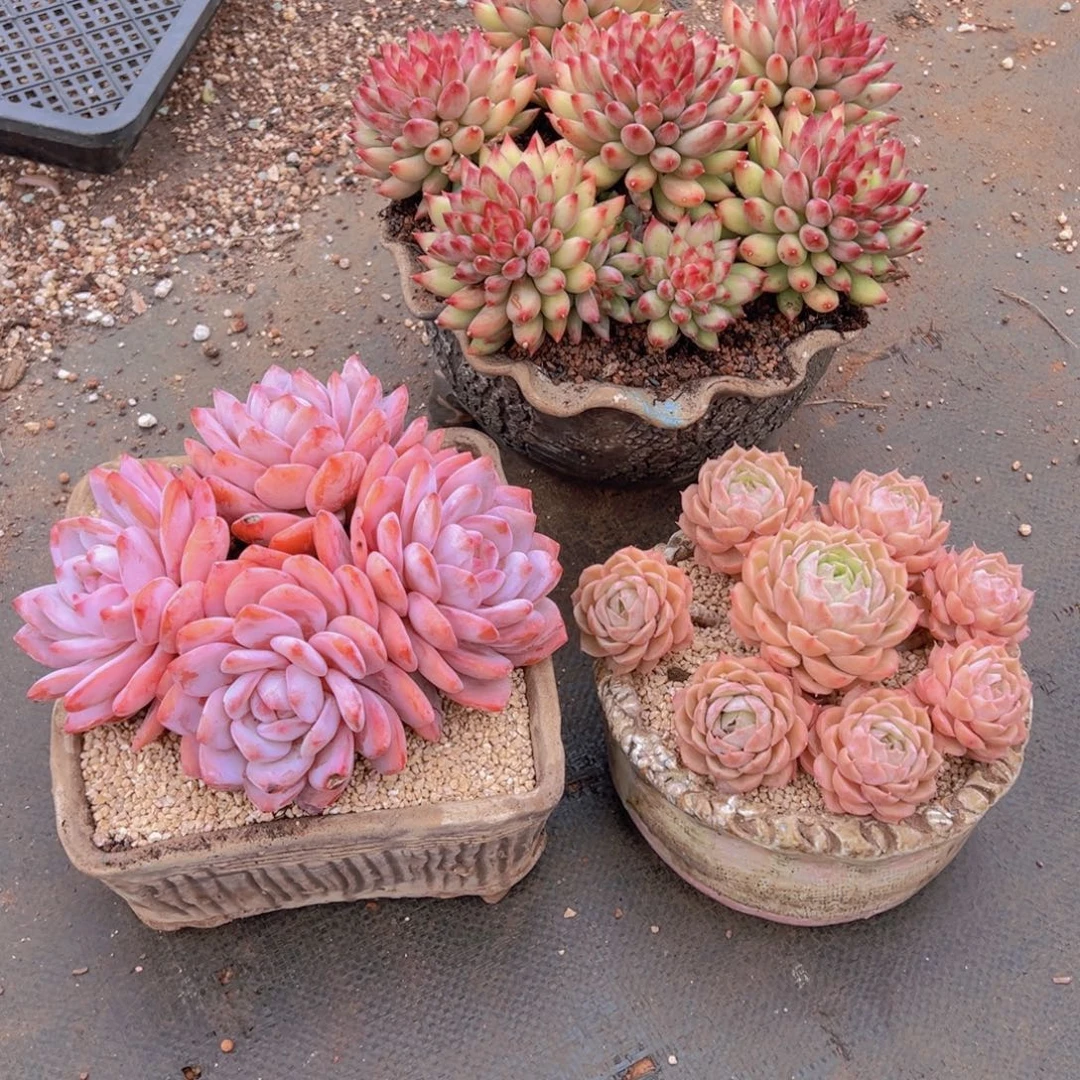 一物一拍多肉植物