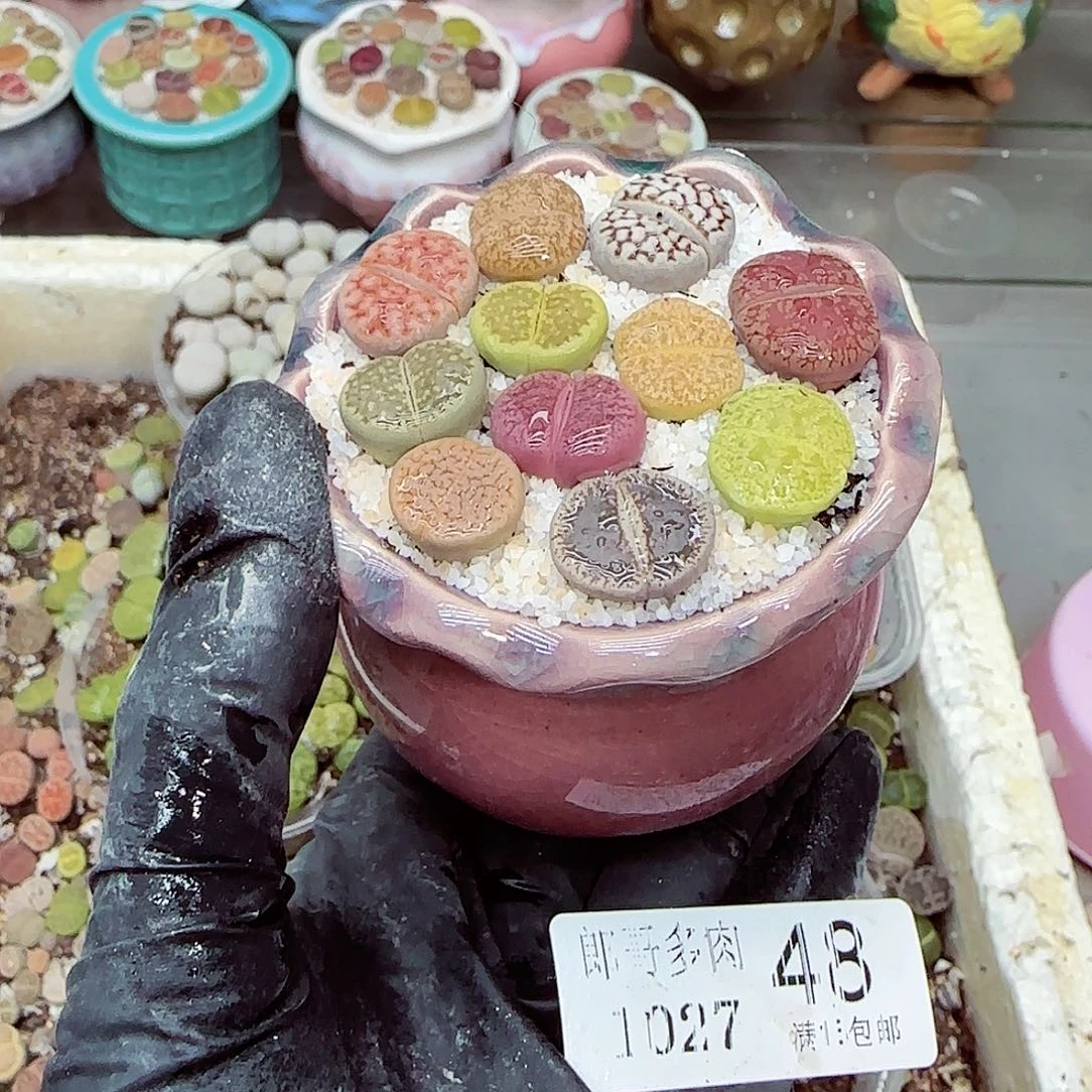 生石花满18包邮1027-48