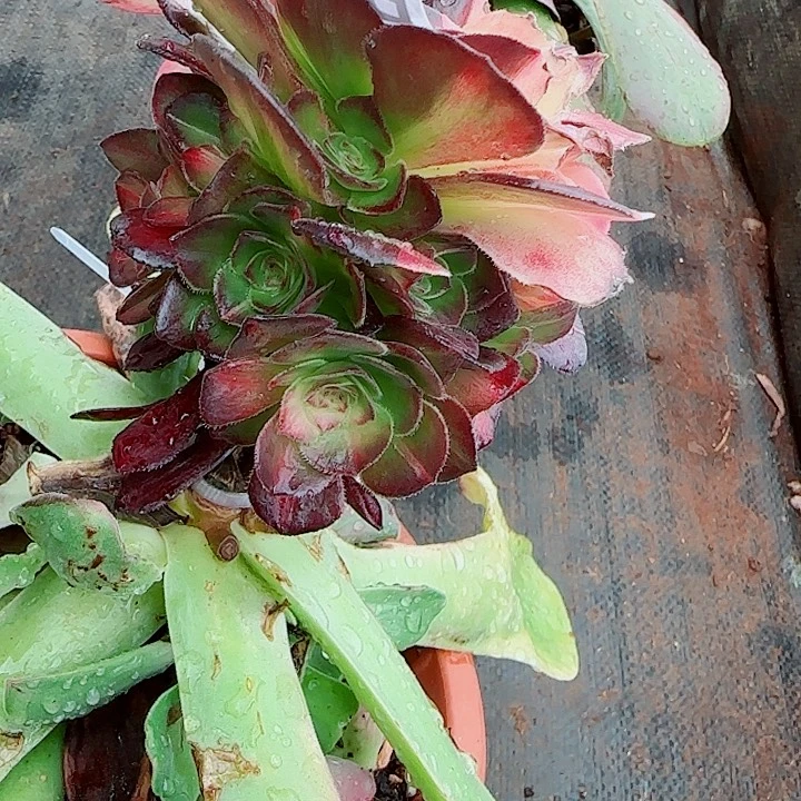 多肉法师海王七彩