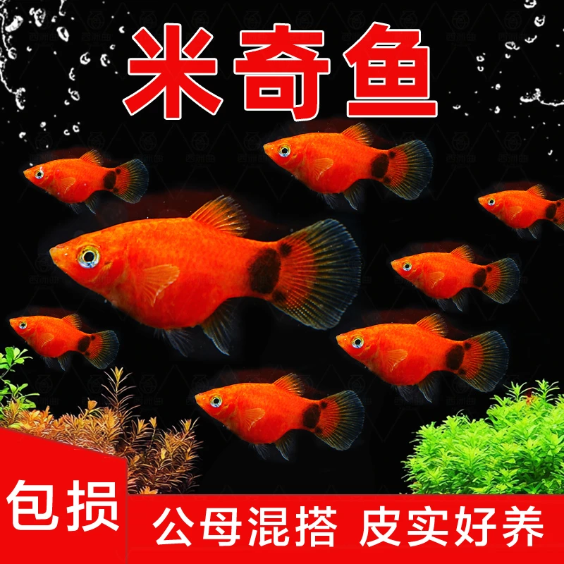 【米奇鱼】淡水鱼热带鱼胎生鱼繁殖生宝宝小鱼易活好养