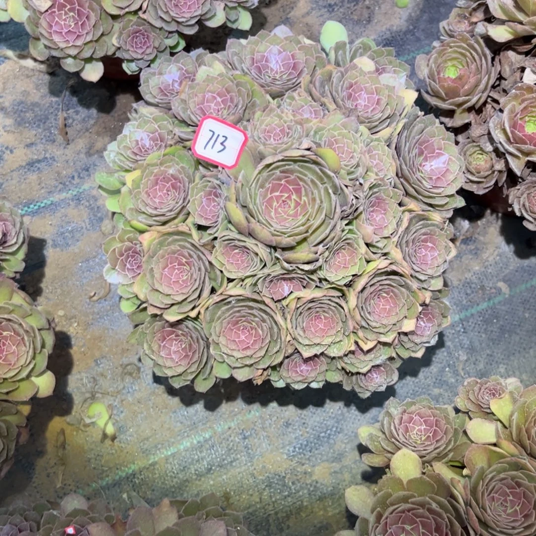 713多肉植物红魔法师