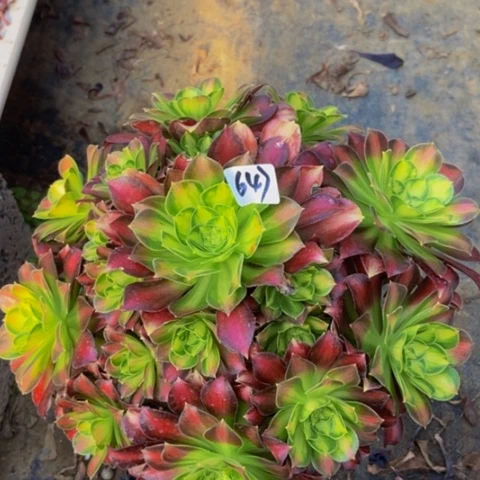 韶华多肉植物647多肉不包断