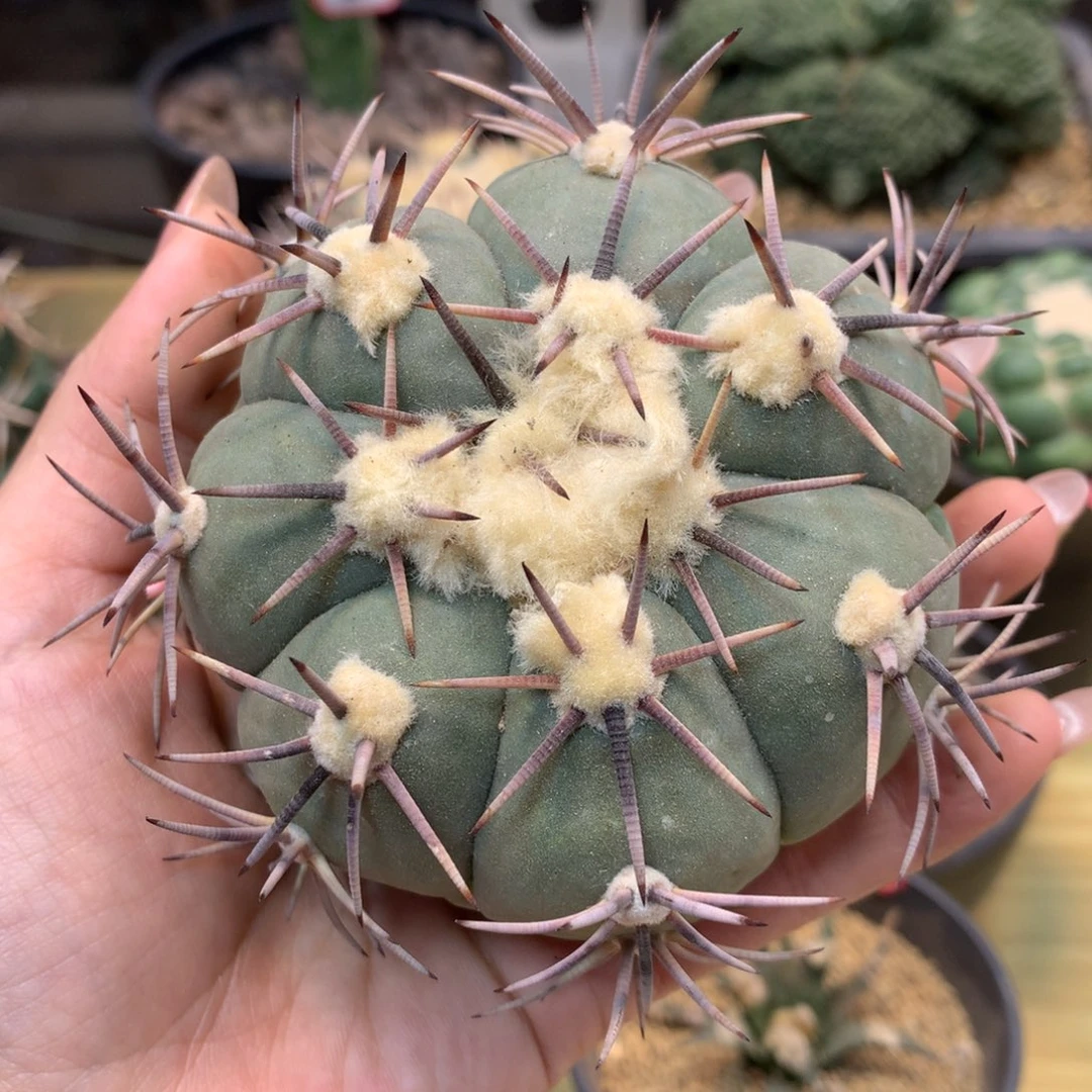 22号 苗接 花王 整体9公分 无根