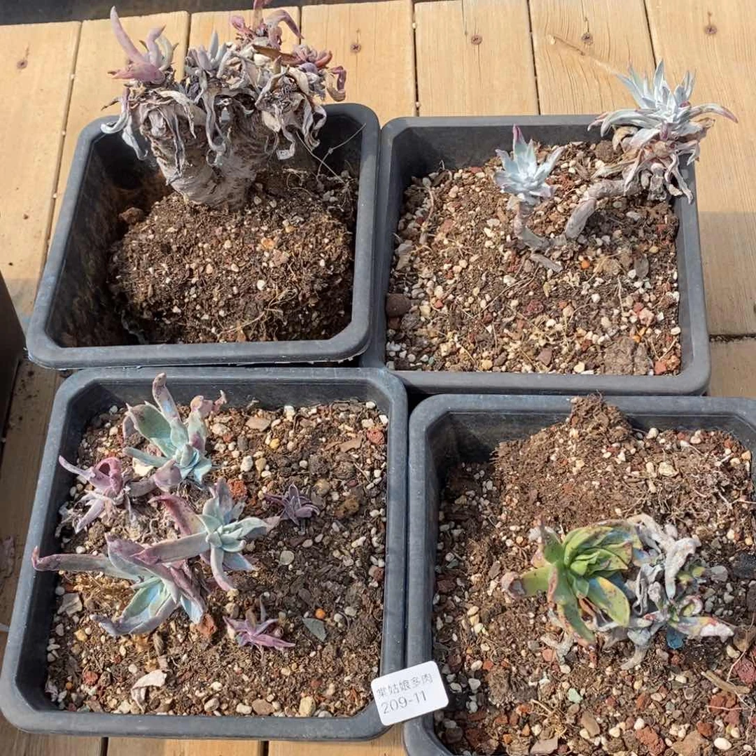 11号四棵组合瑕疵