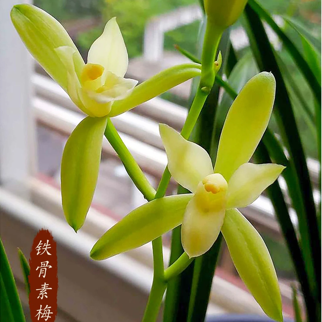 铁骨素梅【硬汉兰魂，寒香劲节君子兰】素心梅瓣建兰浓香型 耐寒绿植