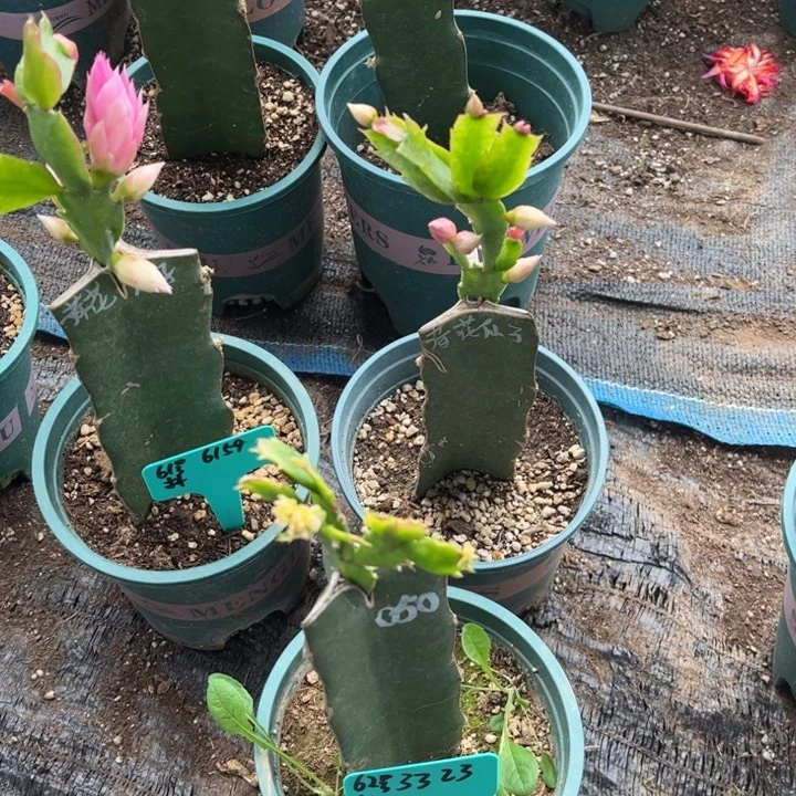 江***根63号荷花仙子， 000080088