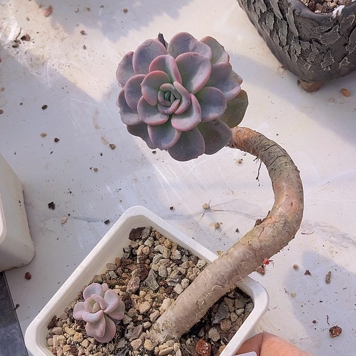 美尻27126多肉植物