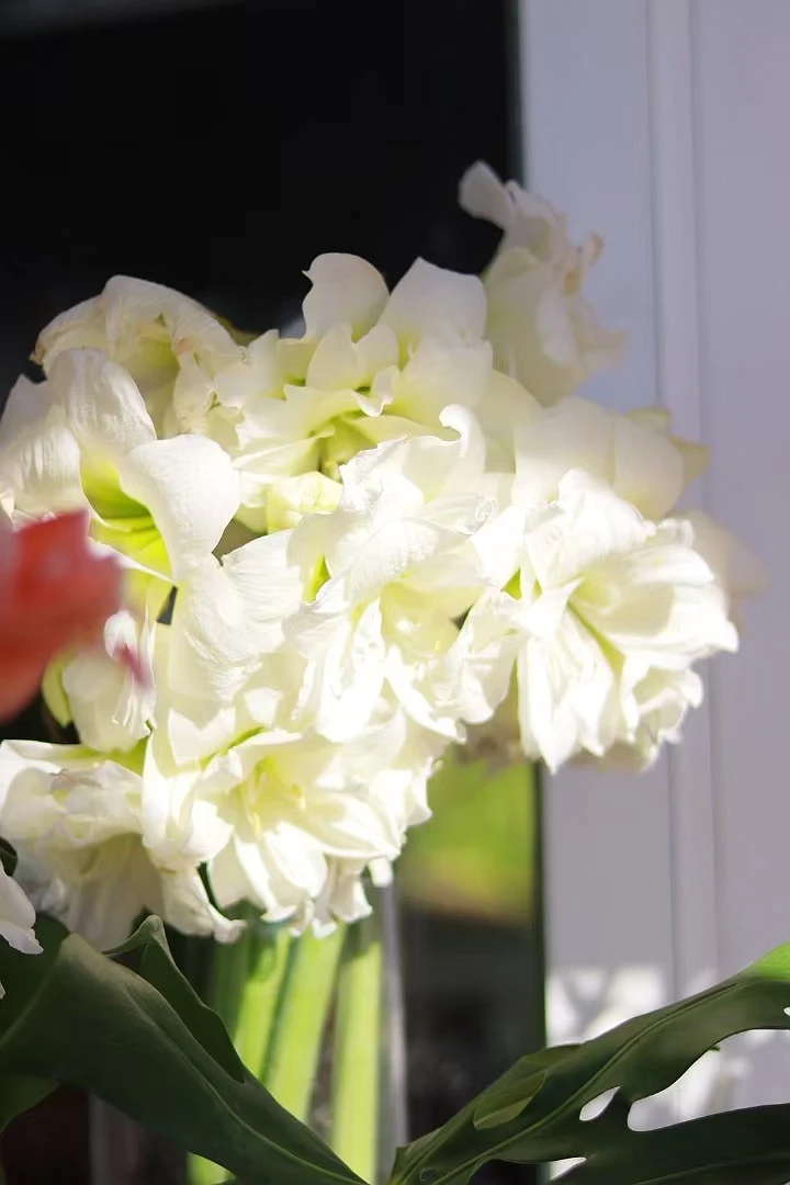 【有寻种球朱顶红基地】阿弗雷 国产朱顶红自然球