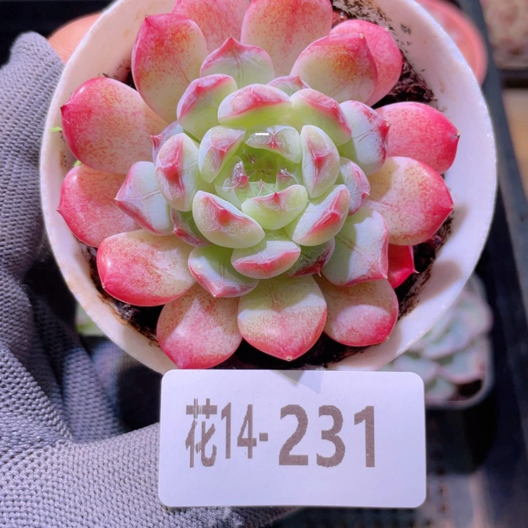 花利美14-231琴心