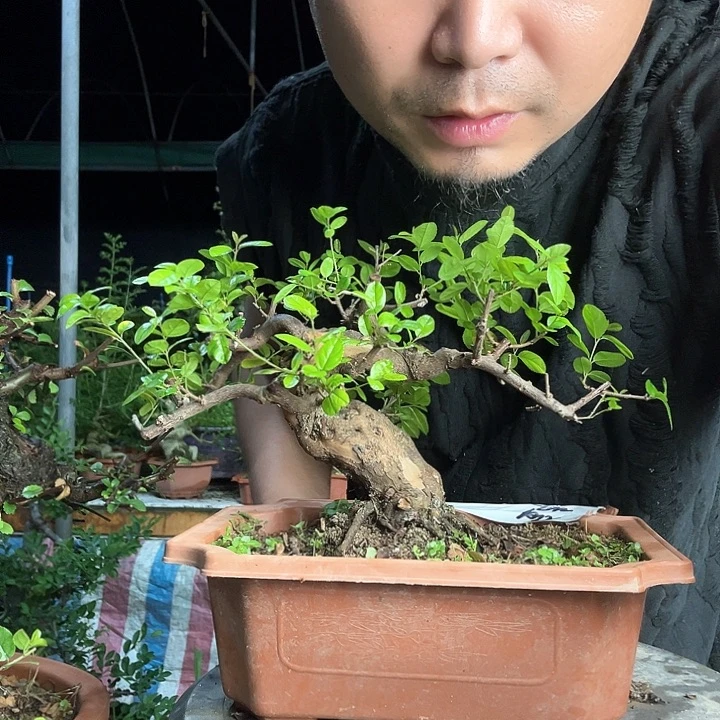 无花朵雀梅………………………………