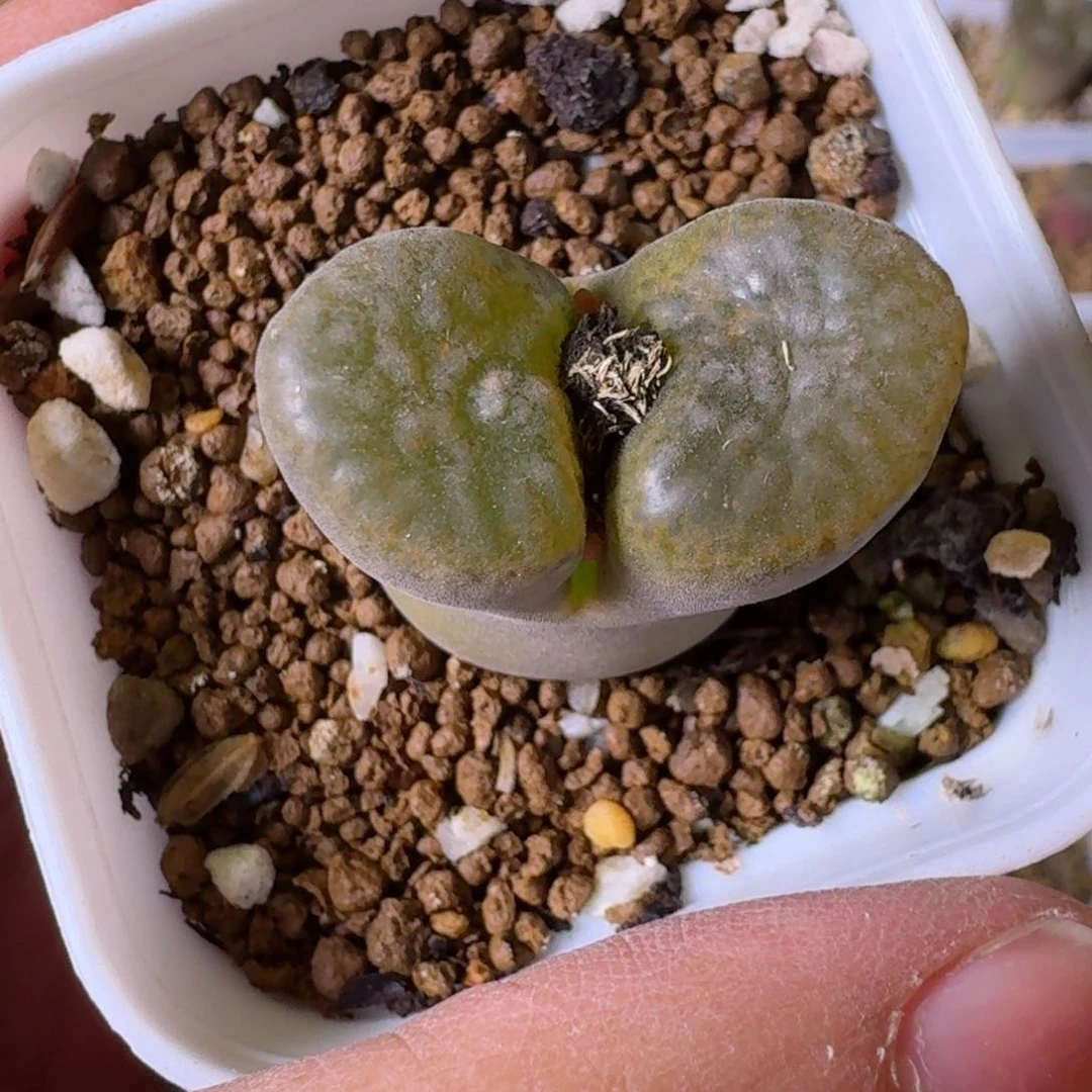 认****改77......多肉.....