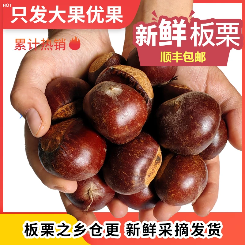 【特大粒板栗】人工一颗颗精选（十中选一）特大板栗现摘现发做菜煲汤