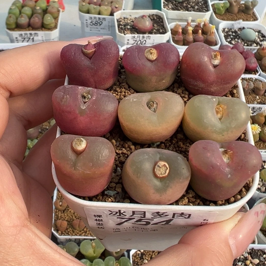 754毛汉尼裸根发货
